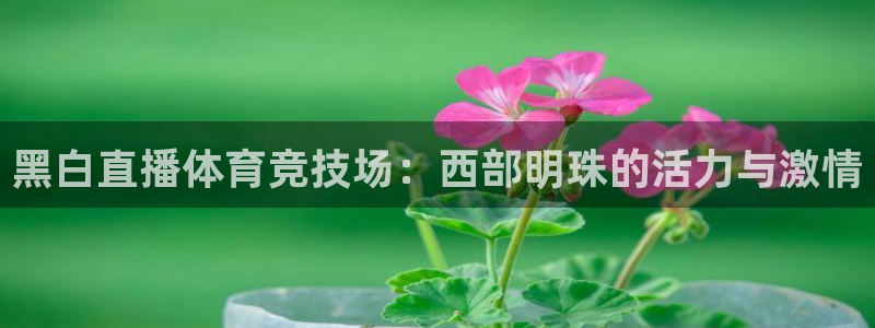 nba直播免费观看直播在线雨燕直播：黑白直播体育竞技场：西部明珠的活力与激情