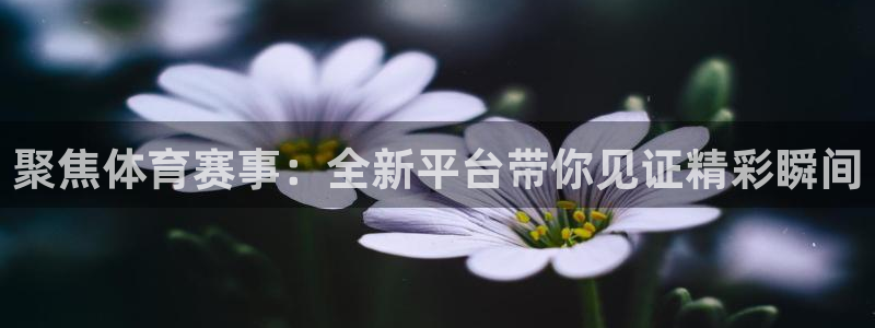 雨燕nba直播网站高清：聚焦体育赛事：全新平台带你见证精彩瞬间